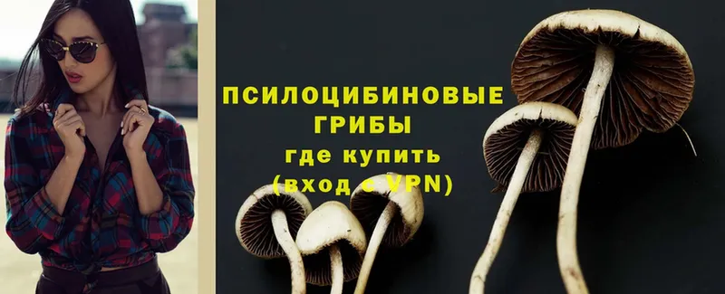 блэк спрут вход  Уварово  Галлюциногенные грибы Psilocybe 